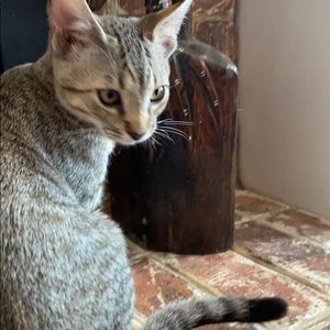 Meet your Posher, Joan